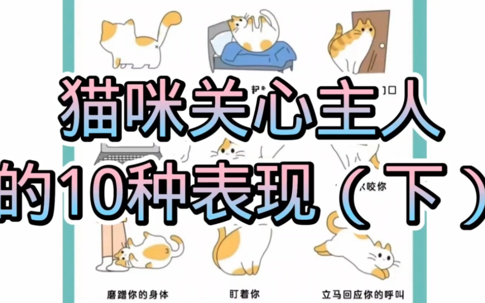 养猫小技巧22:猫咪关心主人的10种表现(下)哔哩哔哩bilibili