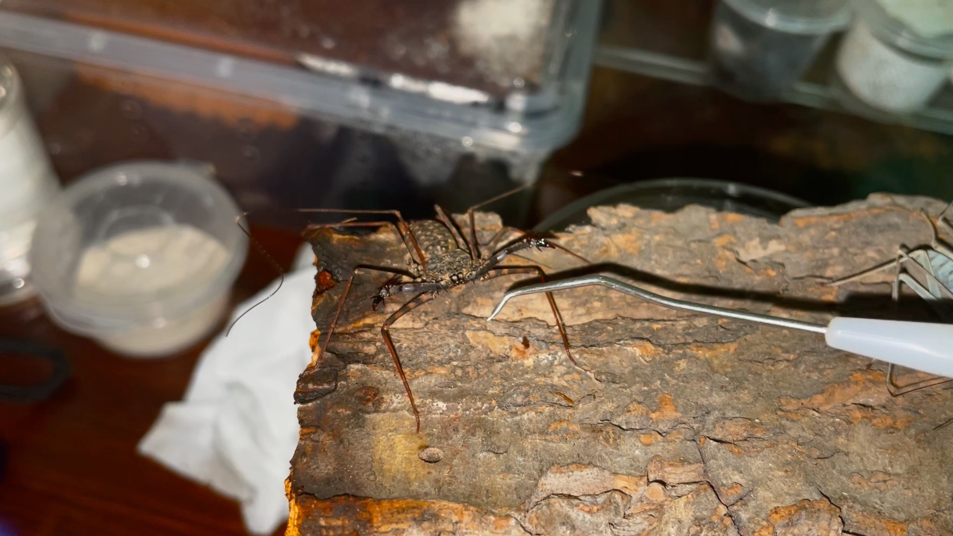 魔王鞭蛛苗子的威慑_哔哩哔哩_bilibili