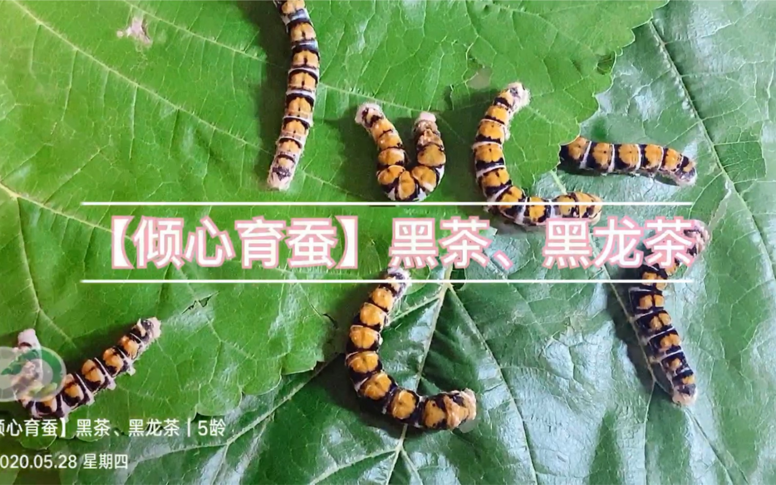 活动作品倾心育蚕黑茶黑龙茶5龄