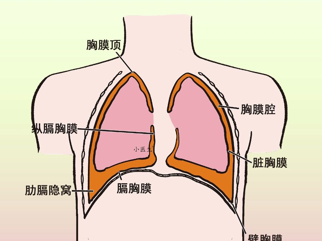 人体胸腔示意图图片
