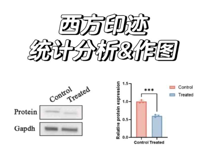 WesternBlot分析及作图哔哩哔哩bilibili