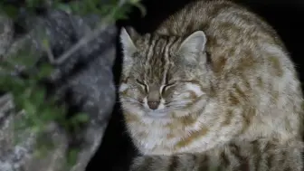 下载视频: 北京野外物种调查（八）在北京山区遇到很多野生豹猫 | 芬达叔叔出品