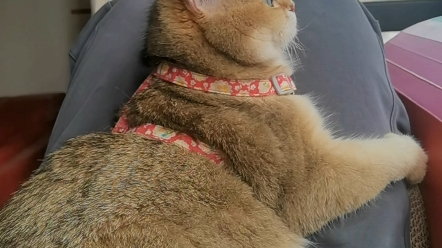 【橘猫金渐层】我们主打的可爱,你们认同吗