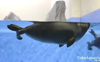 ニコニコ水族館 搜索结果 哔哩哔哩 Bilibili ニコニコ水族館 搜索结果 哔哩哔哩 Bilibili