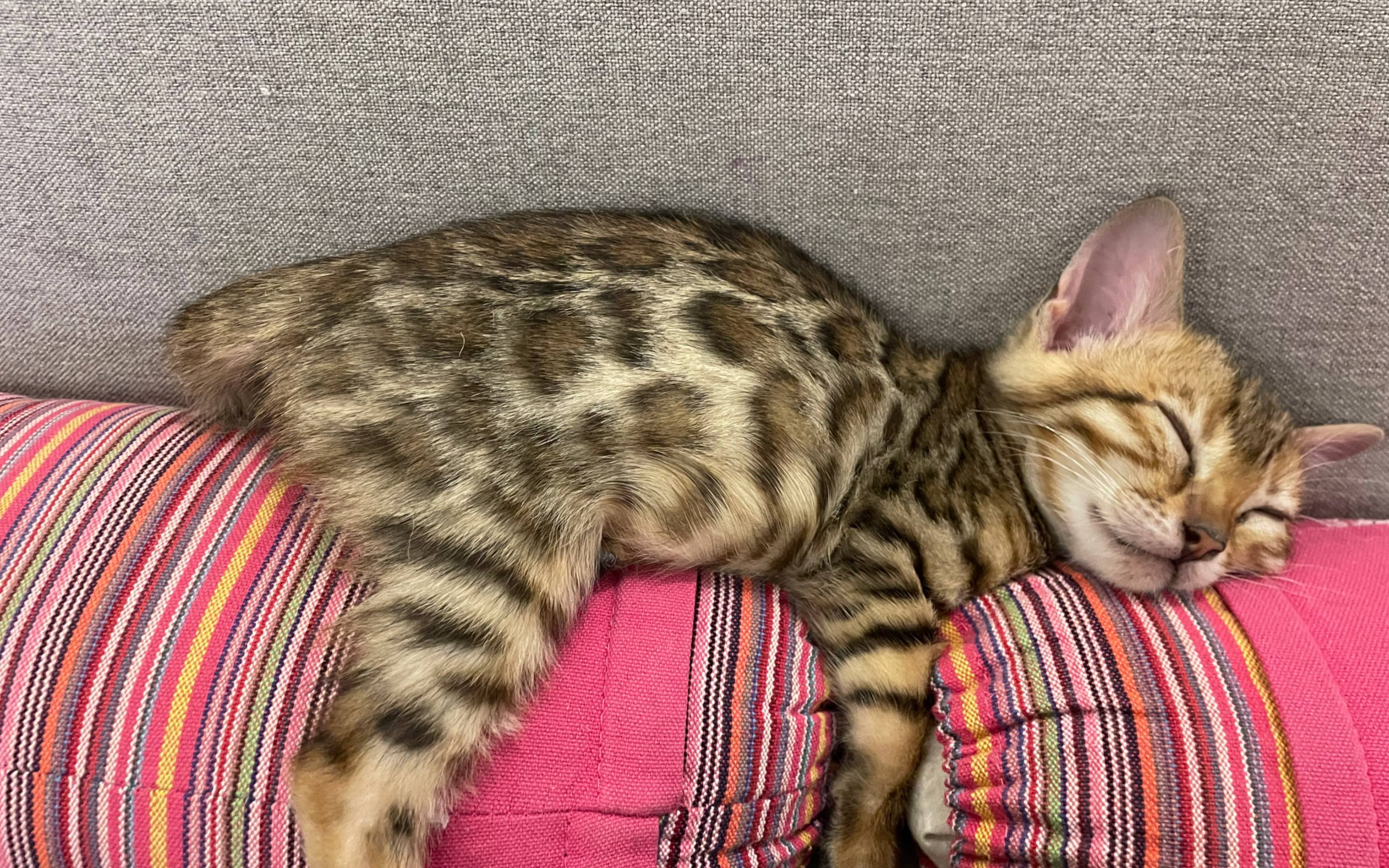 每日的悠闲时光最惬意,放下繁杂的事物,小憩一下