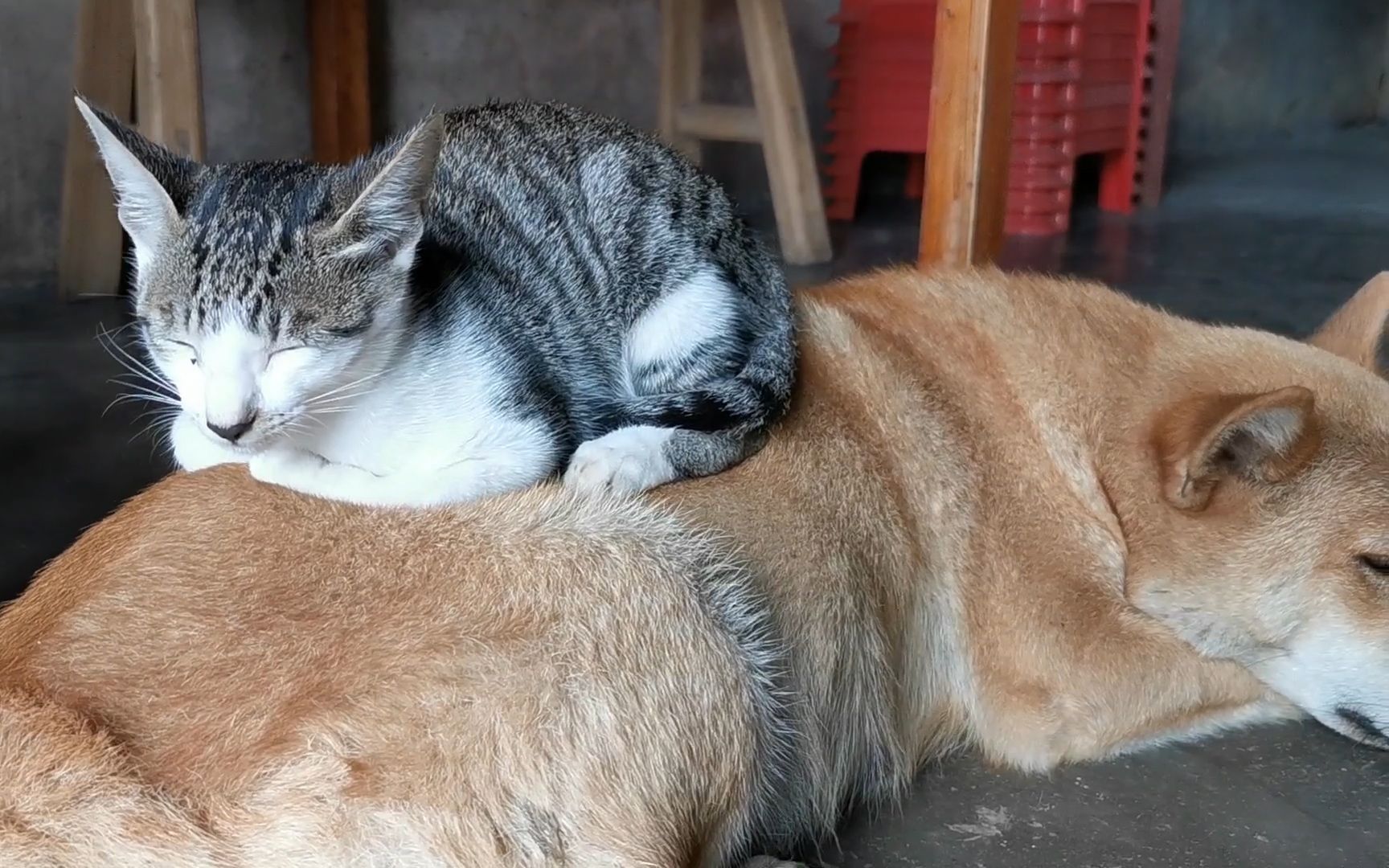 [图]两只田园犬也太宠爱小猫了，看着它长大的就是不一样