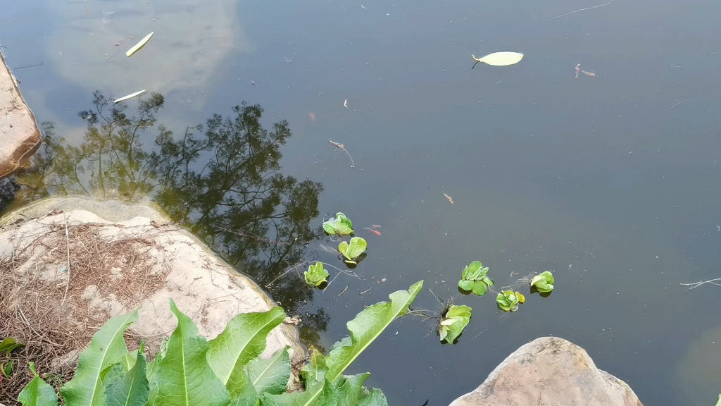 今天在湖滨月湖人工湿地放生鲤鱼并引种水芙蓉(非水葫芦).武大月湖水质越来越差!希望校方邀请动力与机械学院能源化学工程专业(原水质科学与技术...