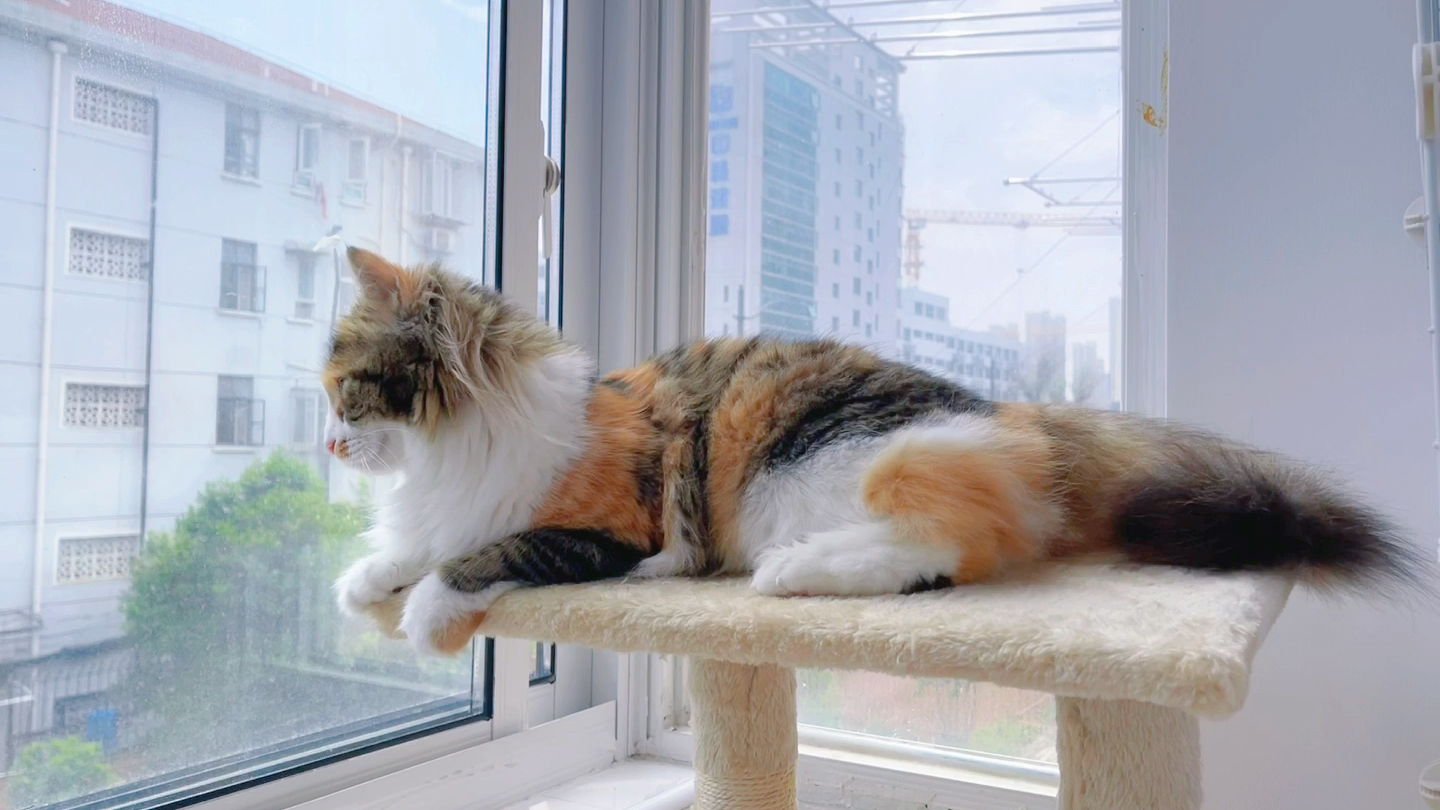 囡囡观察日记——阳台猫爬架