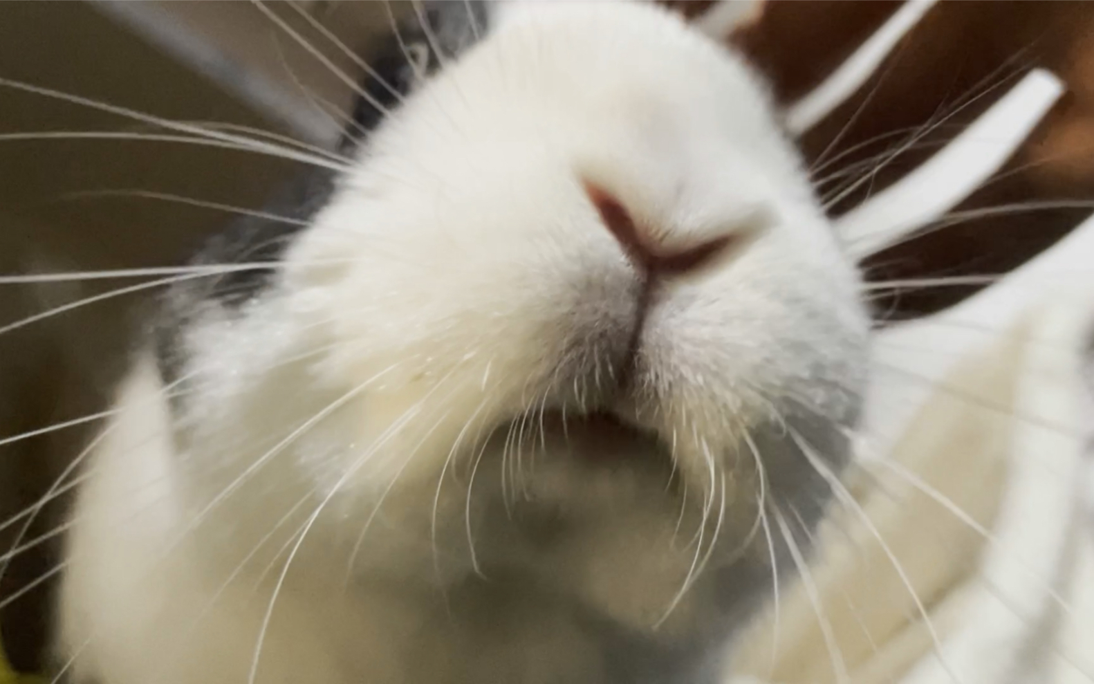 兔兔突然凑过来的小肥脸(非静止画面)