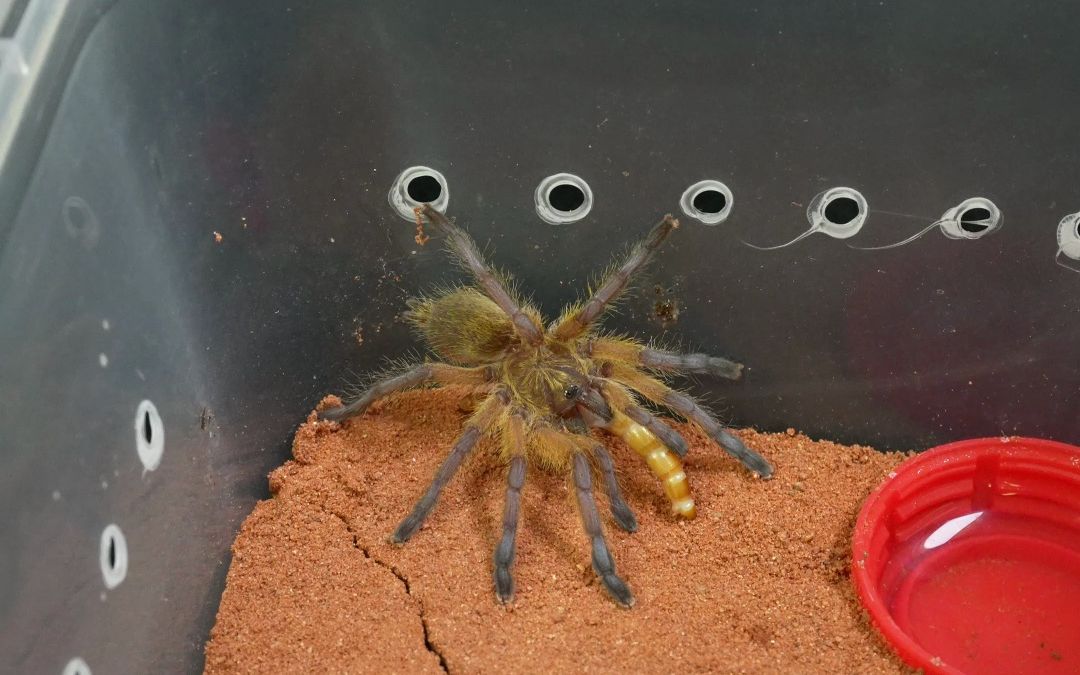 非洲蓝腿巴布hp