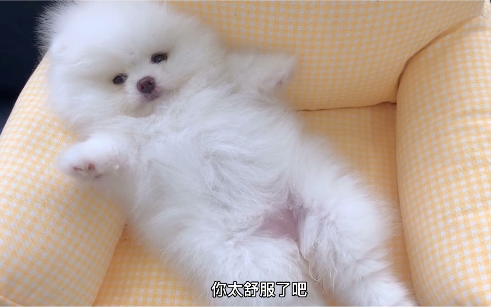 洗完澡的小博美舒服极了,四仰八叉的躺着不到5秒就睡着,好享受