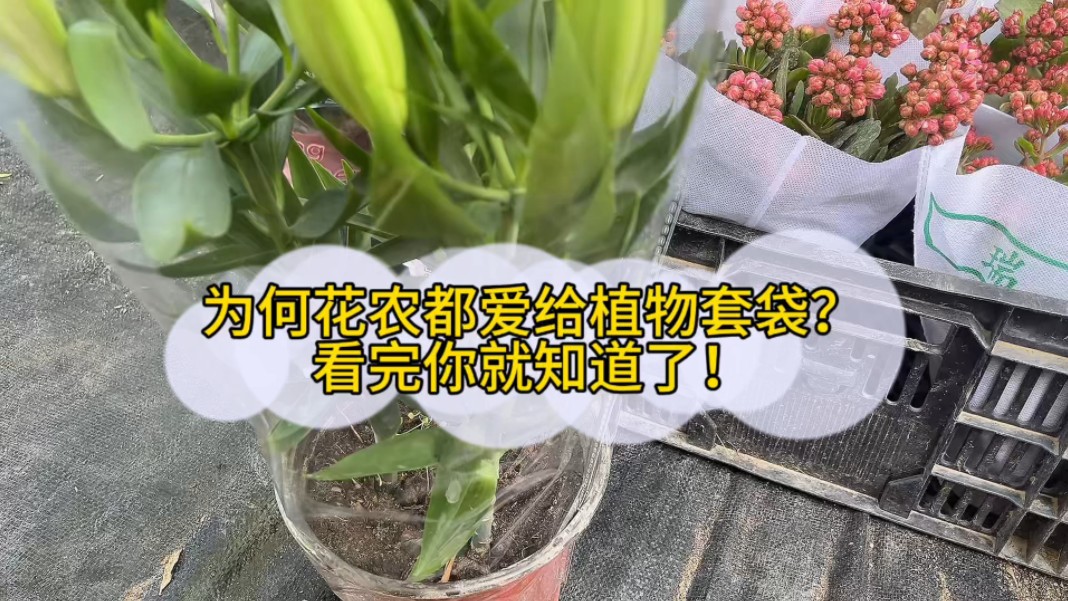 花农为何要给植物套袋哔哩哔哩bilibili