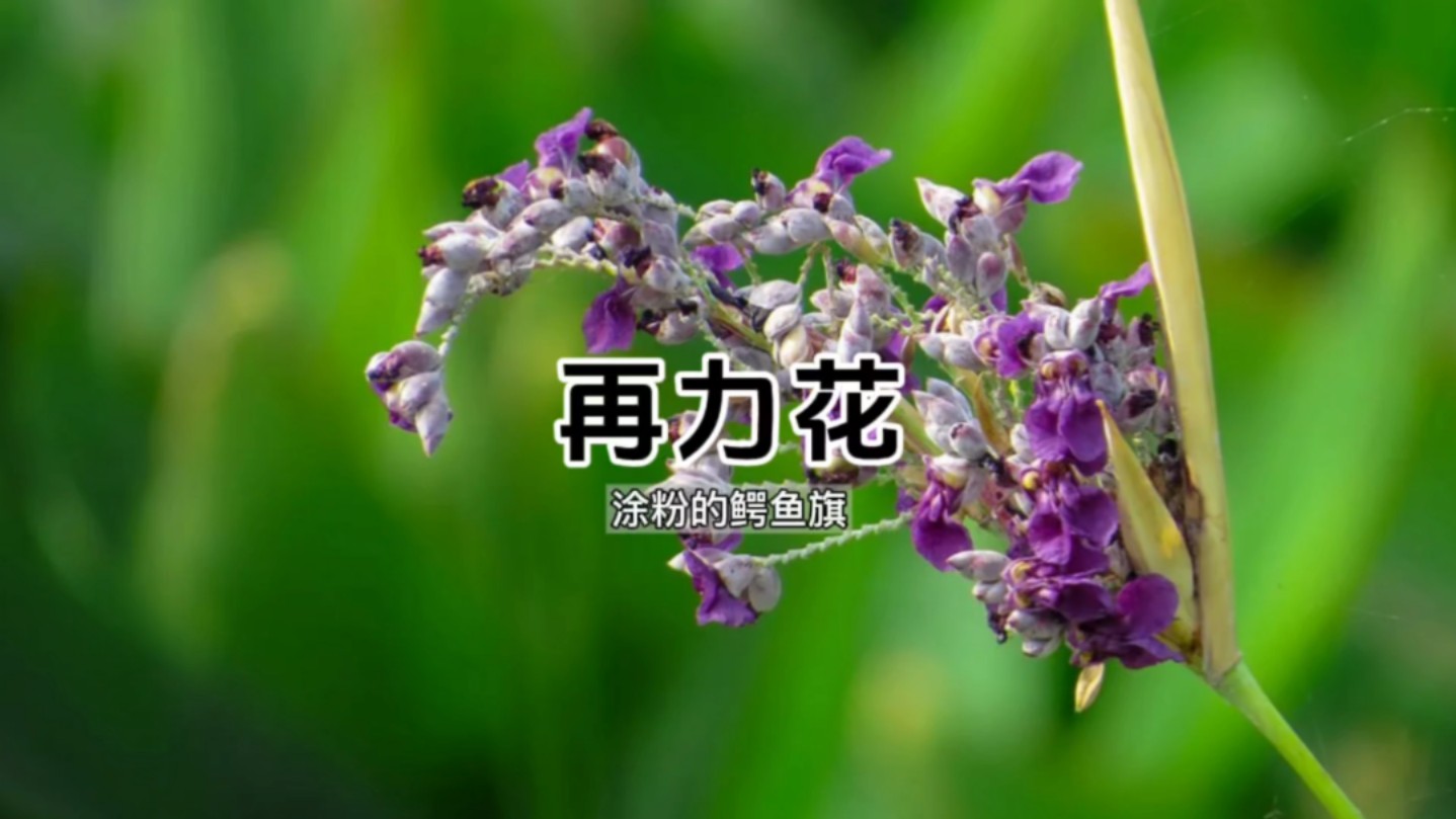 很多人都不知道这种植物居然能捕虫——再力花