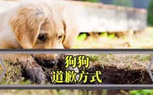 Tải video: 狗狗有哪些道歉形式？绝对有你想不到的！