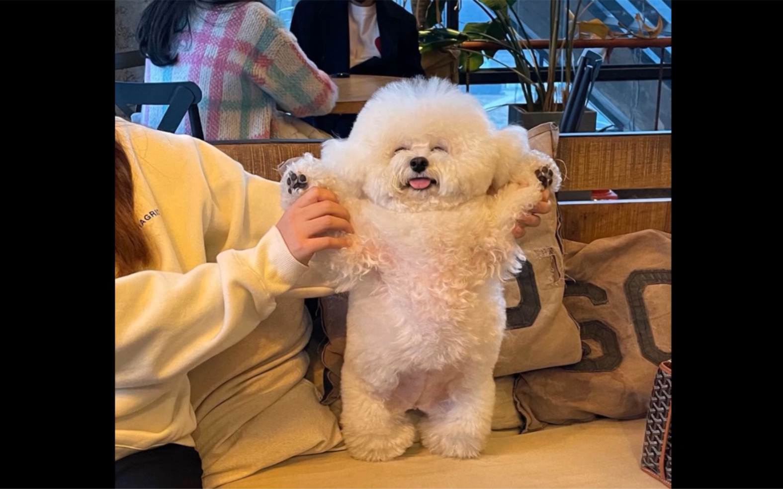 小狗狗超可爱甜美笑容萌翻天举起双手比耶胖嘟嘟神似棉花糖