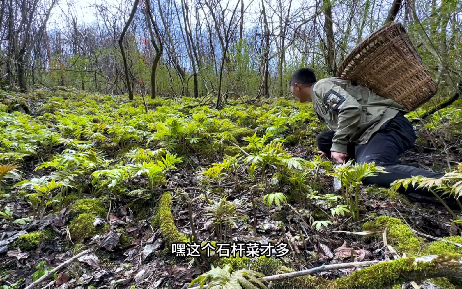 满山的石盖菜没人要,可能是因为路程太远,上山还掰了刺笼苞哔哩哔哩bilibili