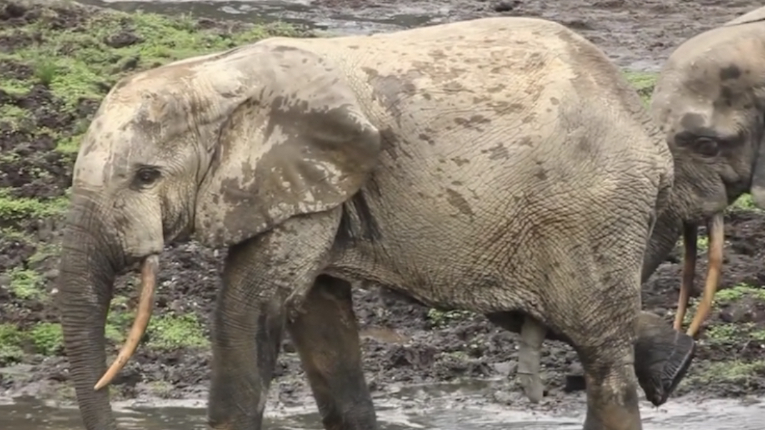 非洲森林象 loxodonta cyclotis (yt@naturepicturelibrary
