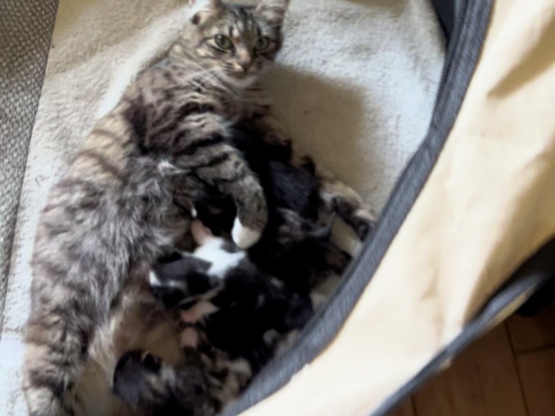 狸花猫妈生了,可是这是生了一堆啥啊,黑的白的,就是没狸花