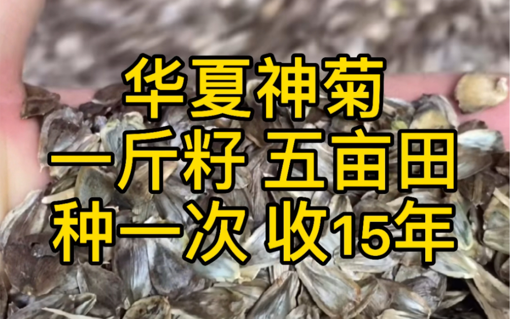 华夏神菊,一斤籽可种5亩田,亩产15吨,连收15年