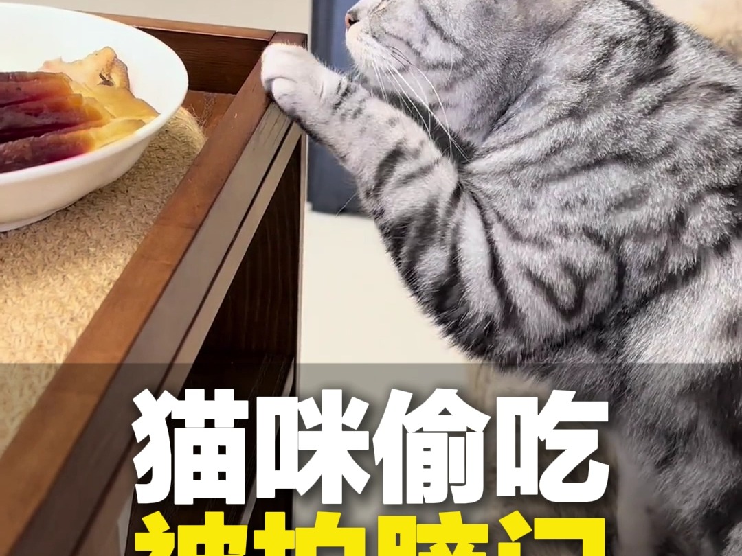 2月9日 采访 四川成都.小馋猫“猫猫祟祟”偷吃腊肉,被主人轻拍警告,网友:不能运球上桌.哔哩哔哩bilibili