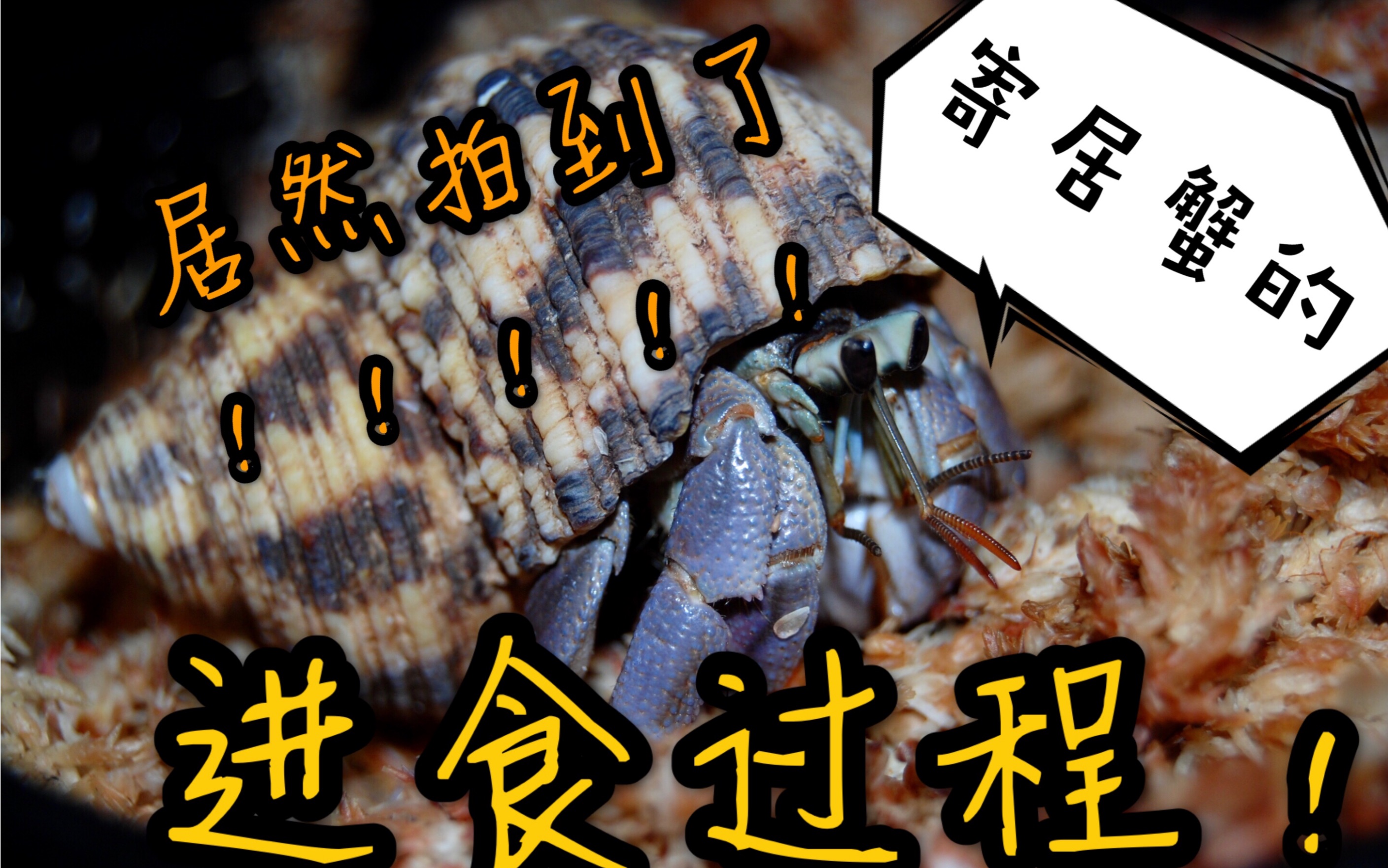 活动作品资料纪录向短腕寄居蟹的进食全过程
