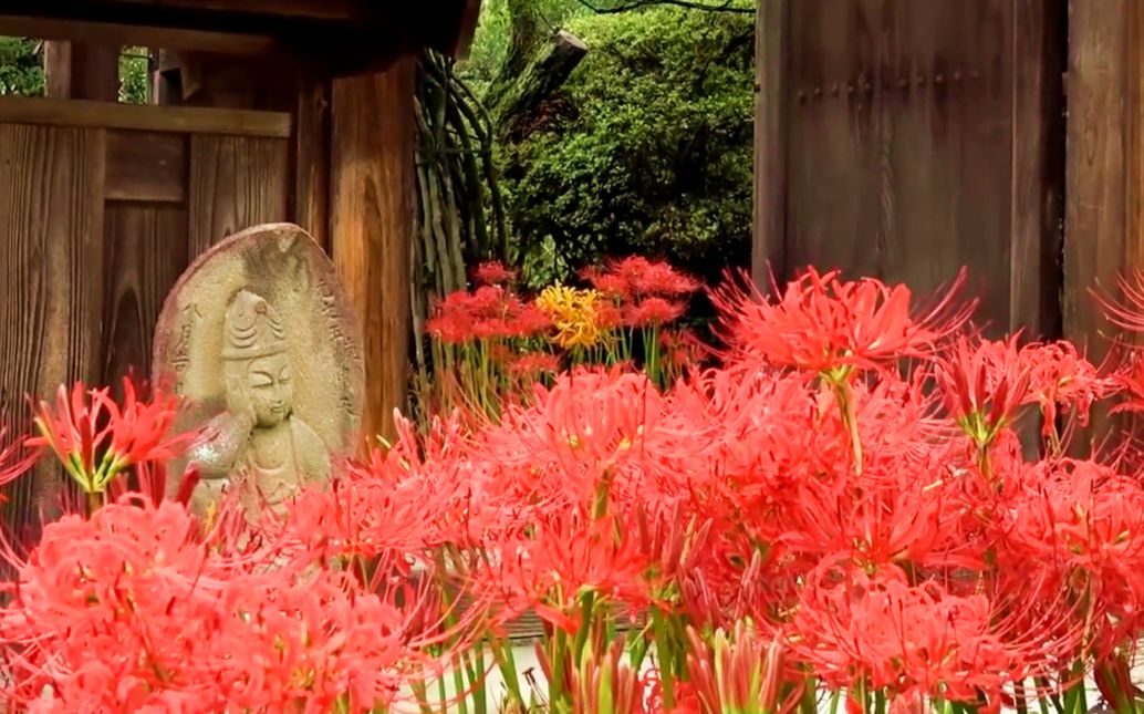 日本长野县南信州【松川町岭岳寺】彼岸花【美CRY了】哔哩哔哩bilibili