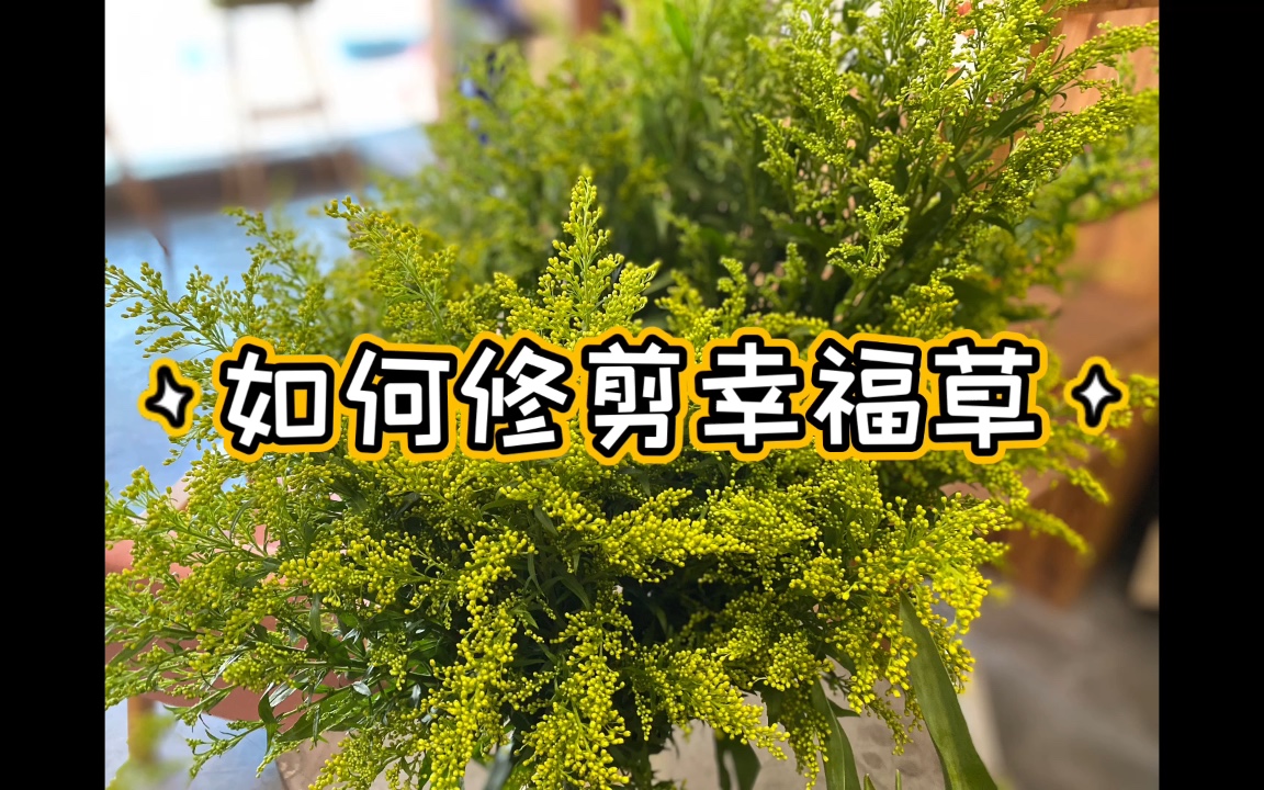 [图]如何修剪幸福草-鲜花打理