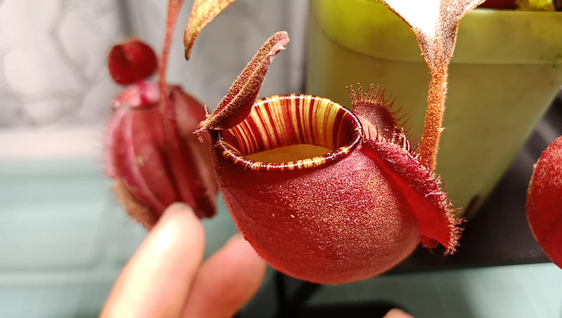 食虫植物re:最最最推荐的猪笼草!海盗黑月!