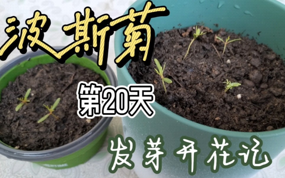 [图]王源【夏野了】波斯菊——发芽开花记第20天