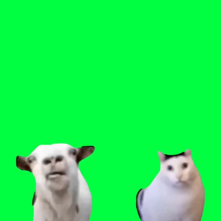 吐舌羊和bruh猫猫绿幕素材