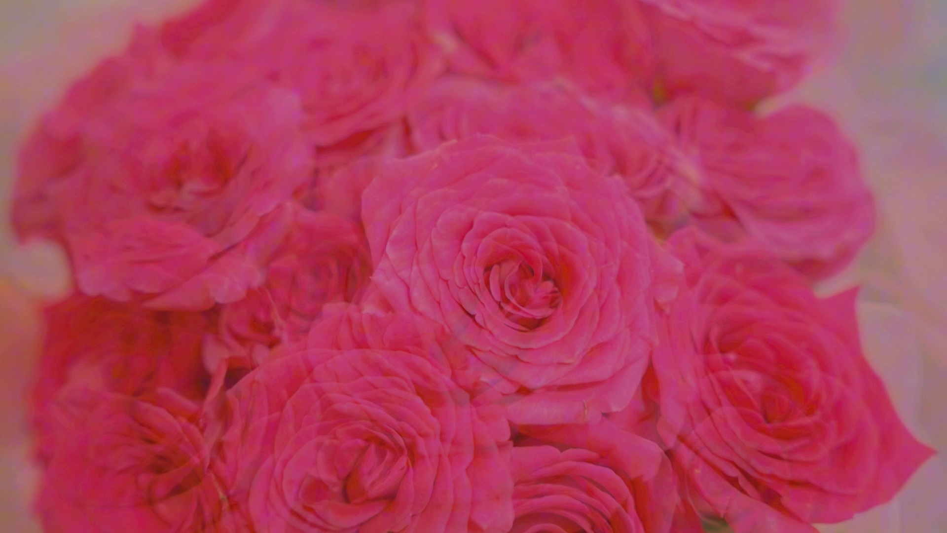 弗洛伊德玫瑰尊滴很好看呀