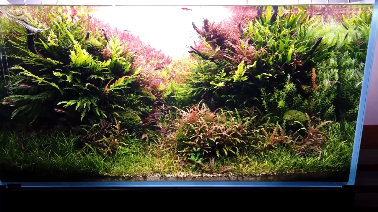 [图]90cm contest Nature Aquarium llac2019 rank22