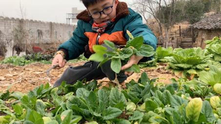 回農村摘菜,餵雞…撒歡過年