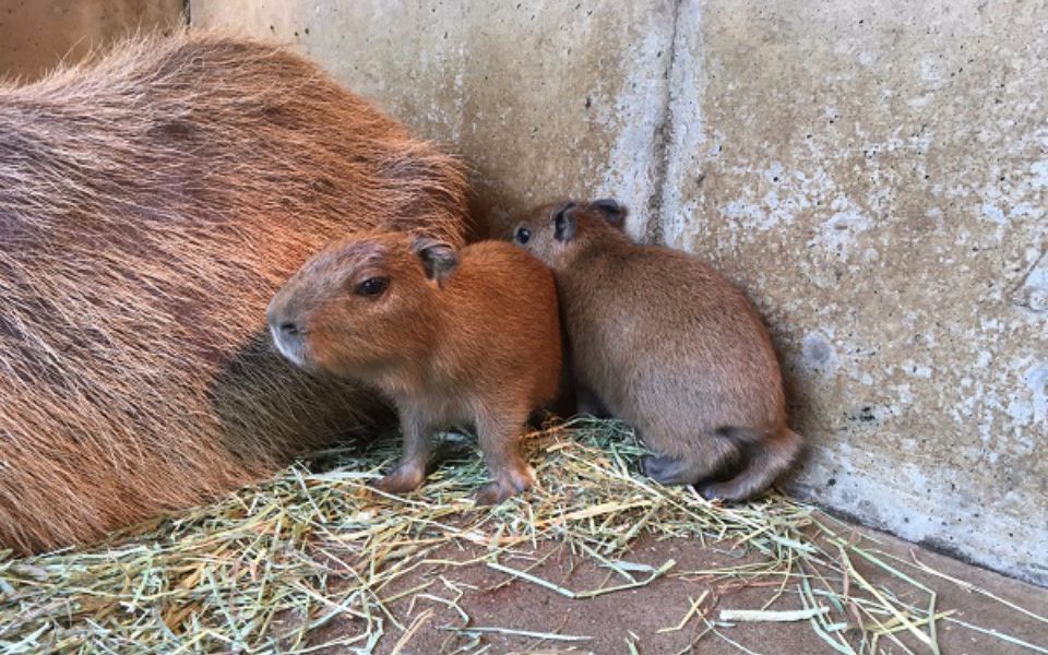 伊豆シャボテン动物公园刚出生的2只小水豚_哔哩哔哩 (゜-゜)つロ