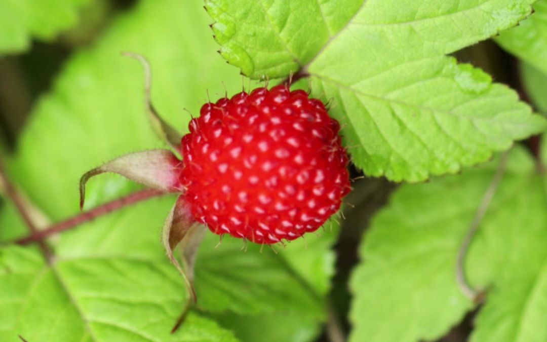 三月莓的功效(三月莓:美容养颜的好帮手)