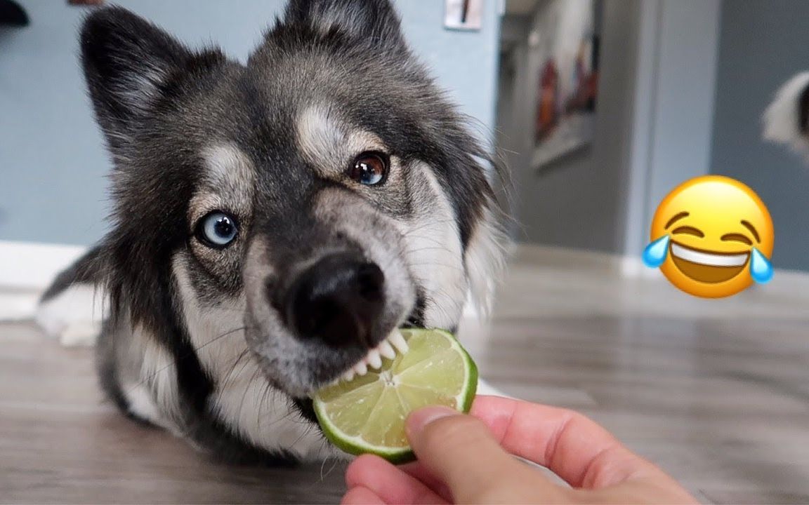 【哈士奇】二哈第一次吃柠檬?表情动作神似人!笑哭!
