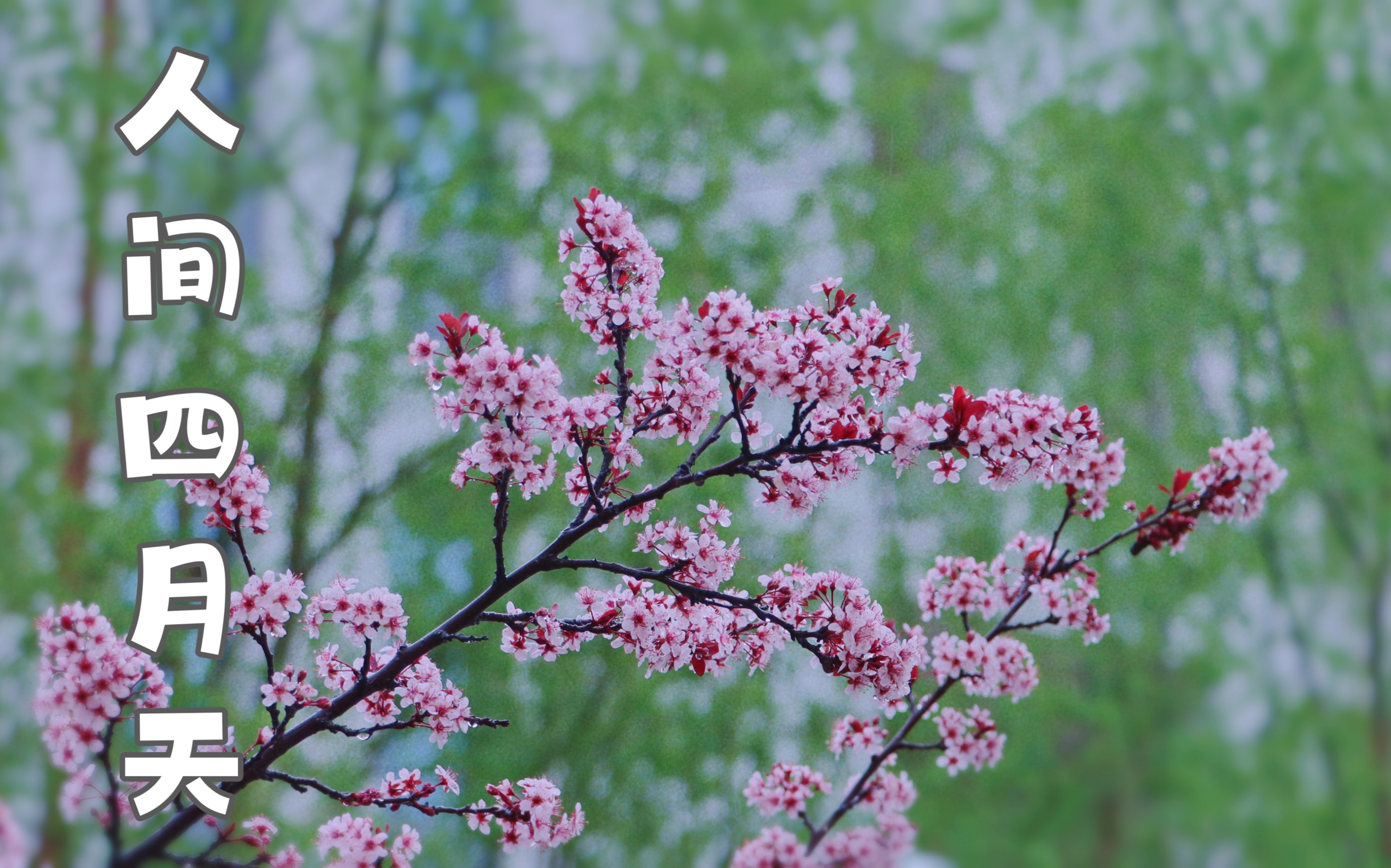 [图]【北京赏花】雨后【人间四月天】【踏青】【春雨沐百花，娇艳欲滴】暮雨洗香丛，檐前绿点红。🌧️雨后的园区，花花更娇艳了