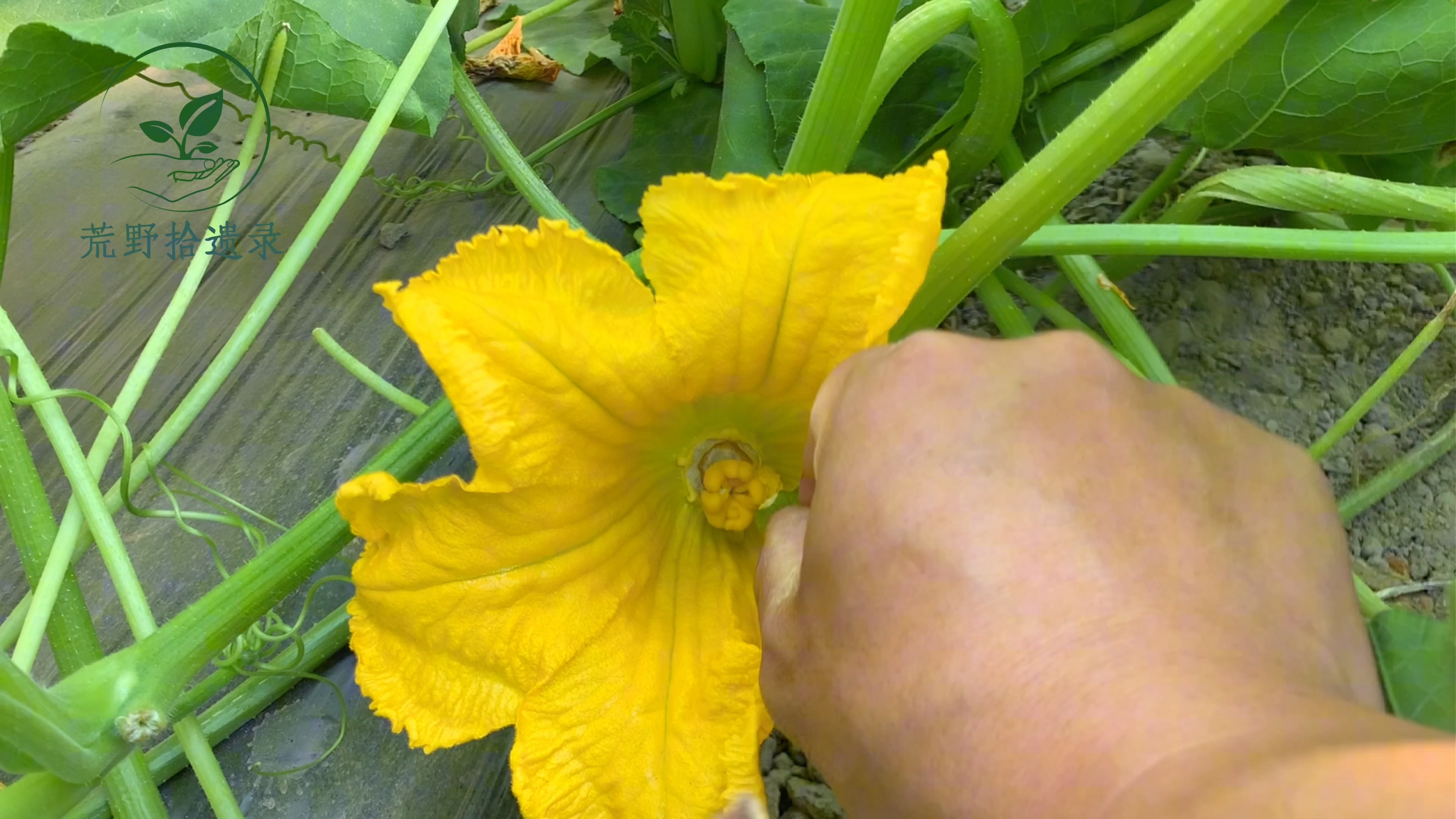 清晨起床给南瓜花授粉