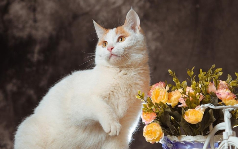 穿梭孖宝 2024.3.12 蜻蜓fm 广州新闻台962