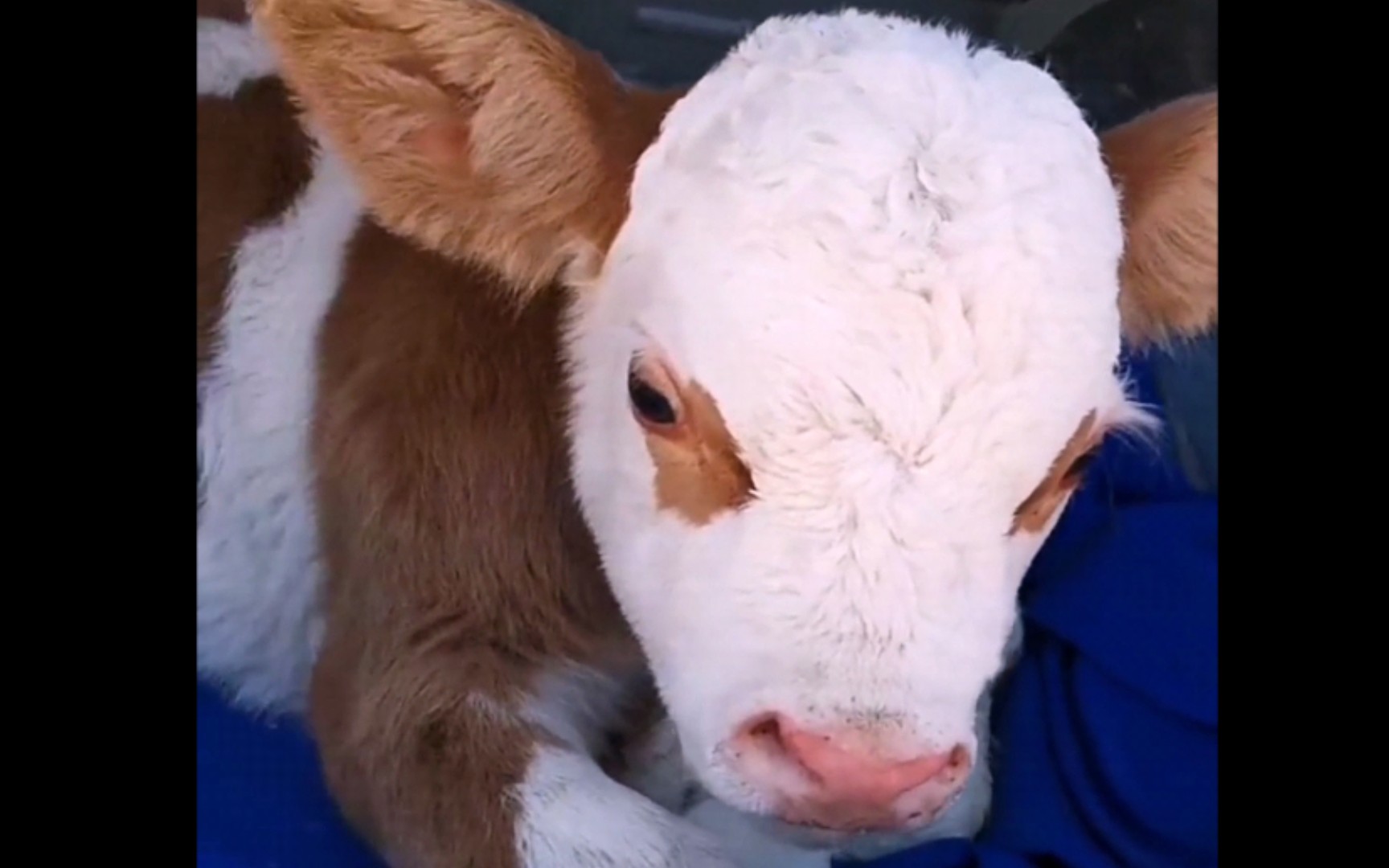 小牛你有想到那么可爱吗?