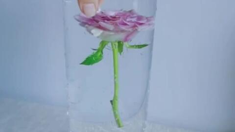 一招教你解决花瓶大花少导致固定不住的问题 哔哩哔哩 Bilibili 一招教你解决花瓶大花少导致固定不住的问题 哔哩哔哩 Bilibili