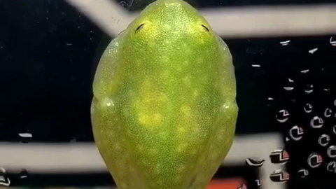 黄点玻璃蛙 广州附近优先_哔哩哔哩 (゜-゜)つロ 干杯~-bilibili