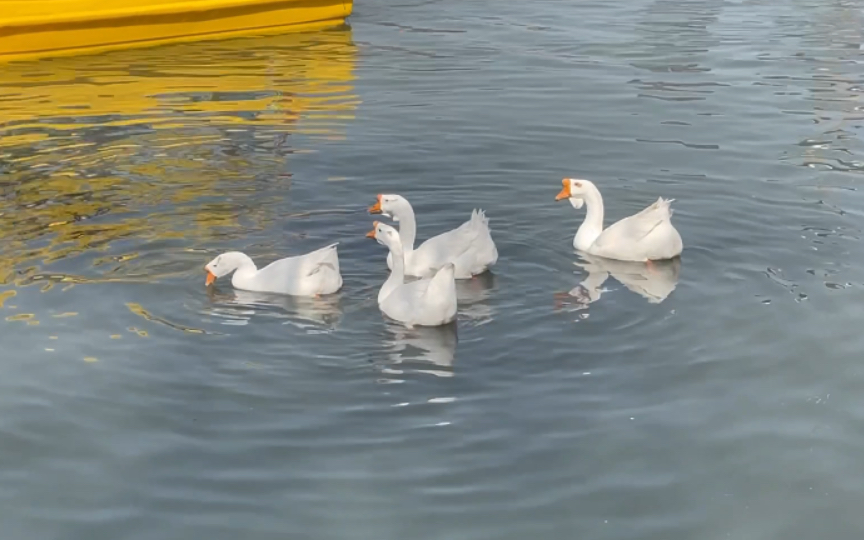 水上公园的肥鸭肥鱼们