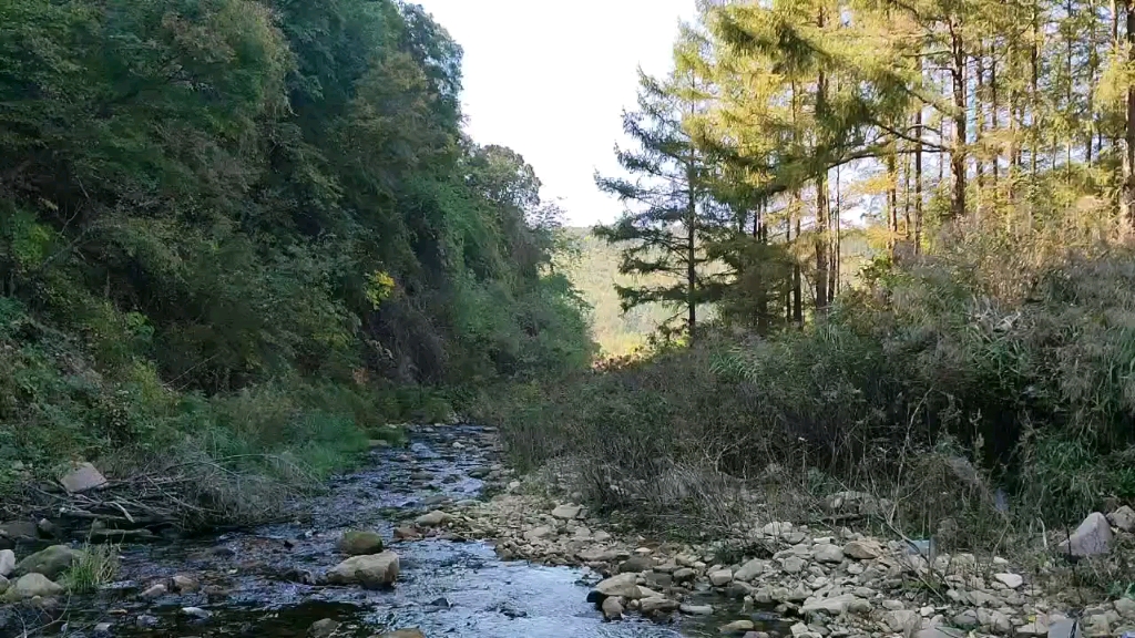 长白山余脉,深秋的金色山林与清澈溪水哔哩哔哩bilibili