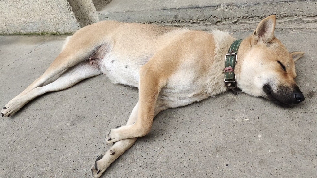 中华田园犬睡觉觉