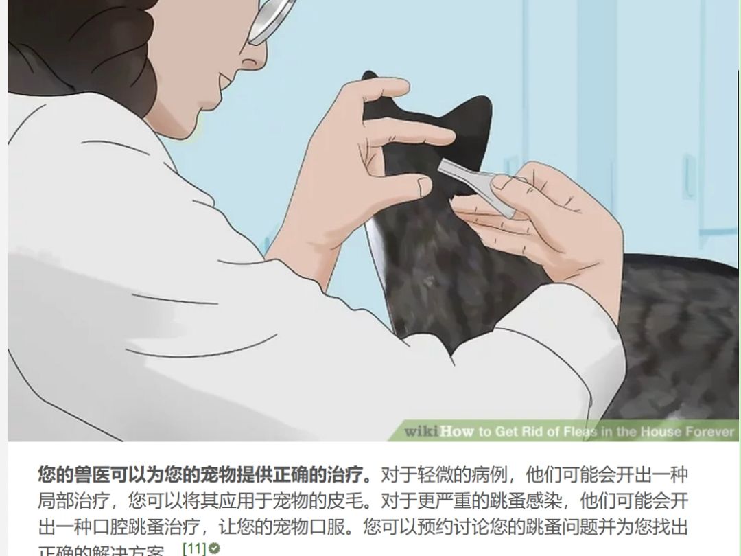 如何永远摆脱房子里的跳蚤