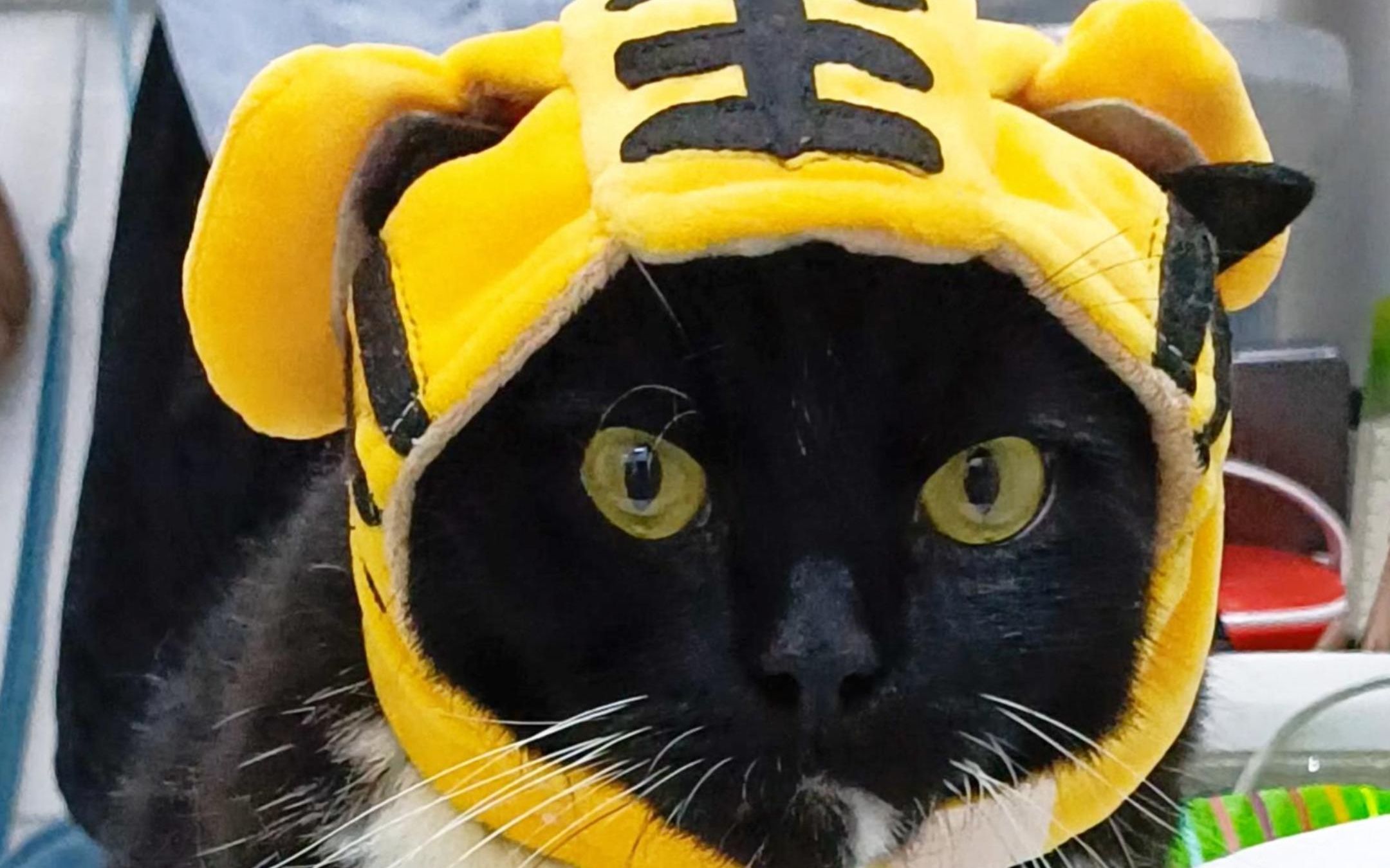 活动  戴上金箍咒之后你不再是凡猫