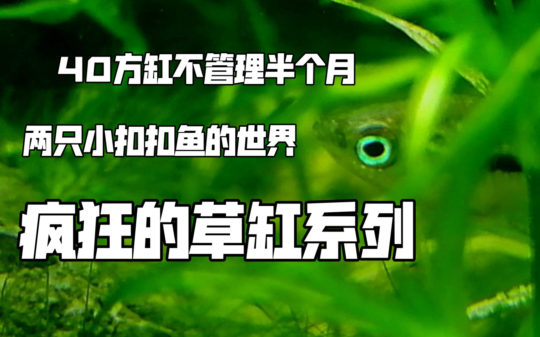 疯狂的草缸?我未管理半个月,不喂食,不换水的草缸会怎么样?哔哩哔哩bilibili