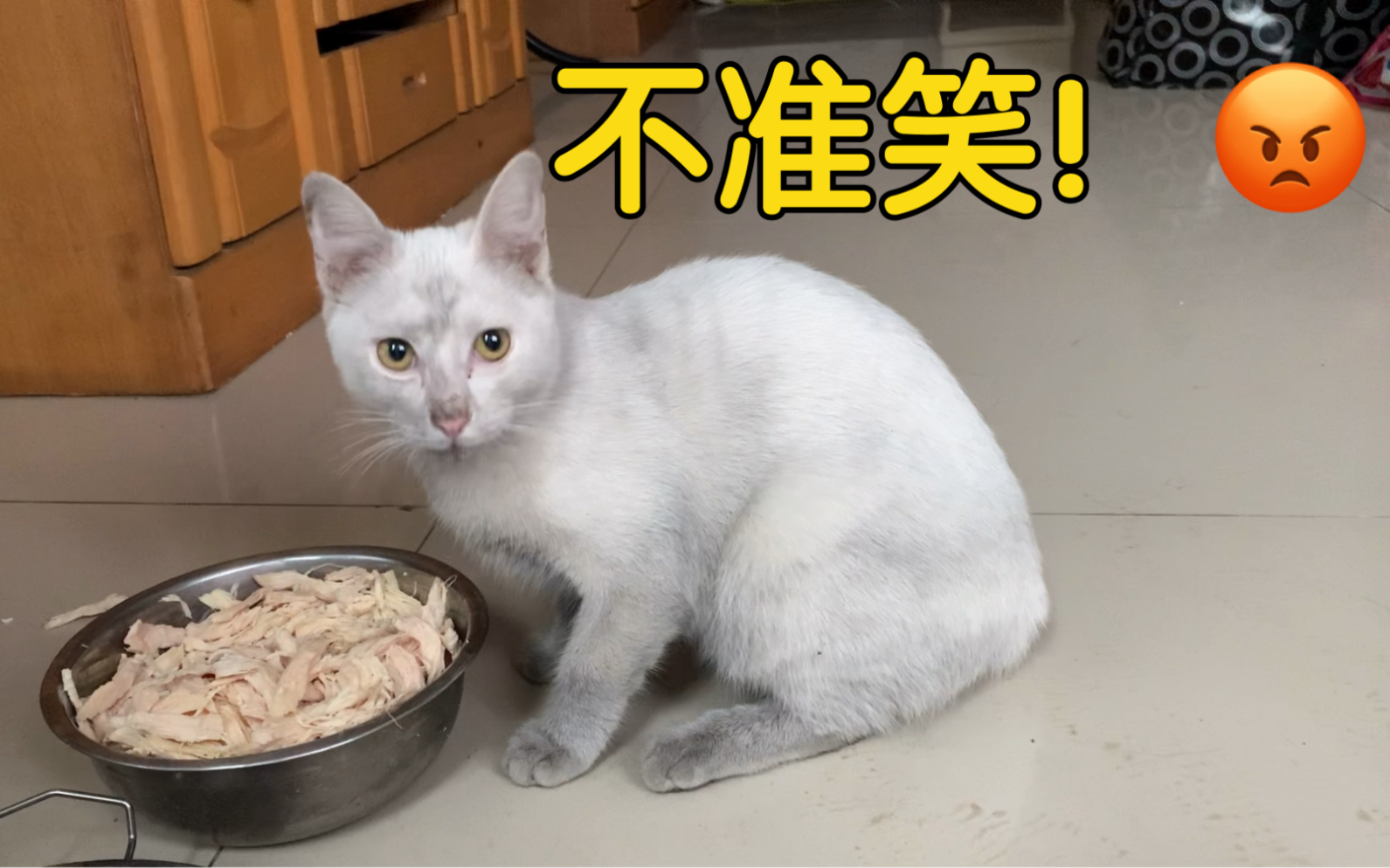 [图]家猫体验了一天流浪猫的生活，回家后换了一只猫！