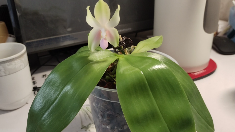 粉色贝丽娜蝴蝶兰phal.bellina.f.pinkxsib